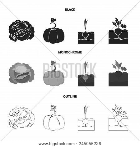 Cabbage, Pumpkin, Onion, Buriak.plant Set Collection Icons In Black, Monochrome, Outline Style Vecto