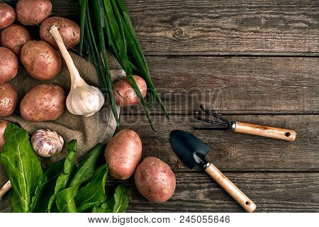 Gardening Tools And Fresh Vegetables Over Wooden Background. Potatoes, Garlic, Green Onions And Sorr