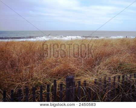 Beachgrass