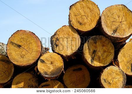 Sawn Timber Of Roundwood Waiting For Furniture Production
