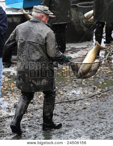 LNARE Checa República - 7 de octubre: hombre no identificado disfrutar de cosecha del estanque Lnare en 07 de octubre de 2011. Se