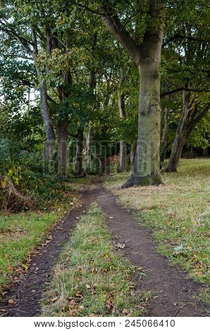 A Pathway In Autumn In Backhouse Park, Sunderland