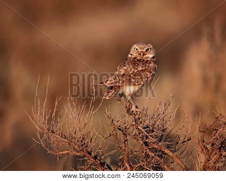 cute burrowing owl perched on top of sagebrush at sunset