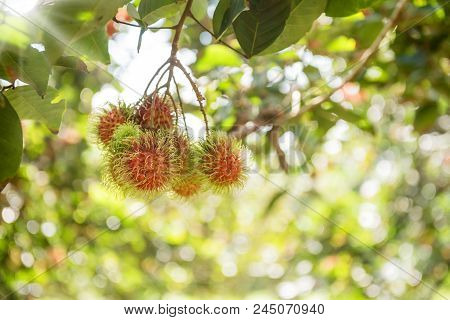 Rambutan, Negrito, Semang, Sweet Thai Fruit In The Garden