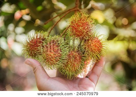 Rambutan, Negrito, Semang, Sweet Thai Fruit In The Garden