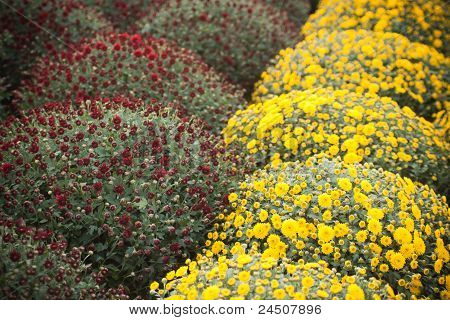 Flores do dia de Finados