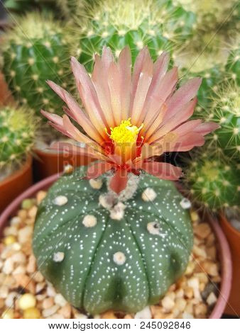 Astrophytum Asterias With Special Pink Flower Blossom.