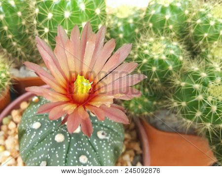 Astrophytum Asterias With Special Pink Flower Blossom.
