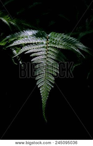 Cofclose Up Of Fresh Green Ferns, Selaginella Involvens , In Natural Environment.