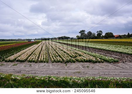 Photo Picture Of Calla Flower Colored Garden Field Cultivation