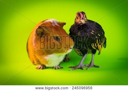 Interspecies Friendship Between Pet Guinea Pig And Chicken