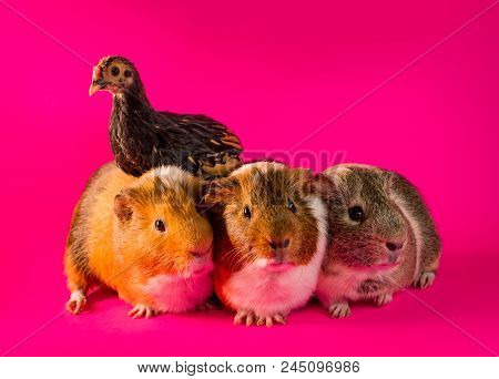 Interspecies Friendship Between Pet Guinea Pig And Chicken