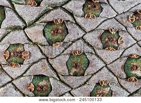 Macro Photography Of Detail  Of Tailflower, Nature Background
