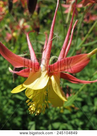 Flowers Of Yellow And Red Aquilegia In The Spring Garden. Gardening In Ukraine