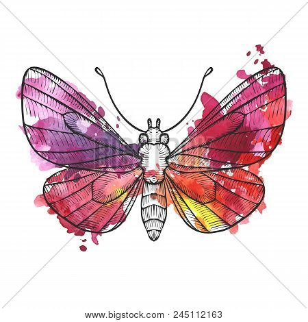 Vector Drawing Butterfly With Watercolor Paint Stains, Hand Drawn Illustration