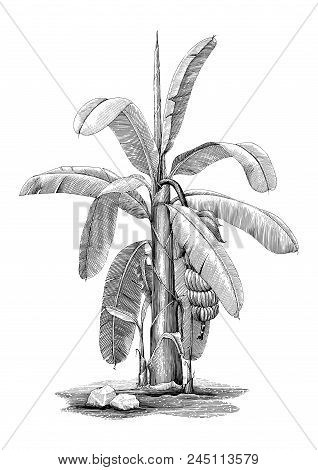 Banana Tree Botanical Hand Drawing Vintage Clip Art