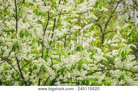 Birdcherry Trees Blooming With White Flowers In Spring