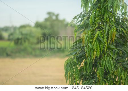 Calocedrus Macrolepis Kurz,cupressaceae  And Rice Field Background.