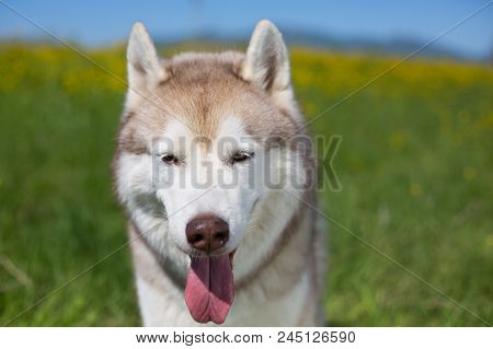 Portrait Of A Dog Breed Siberian Husky With Tonque Hanging Out Is In The Buttercup Field. Image Of S