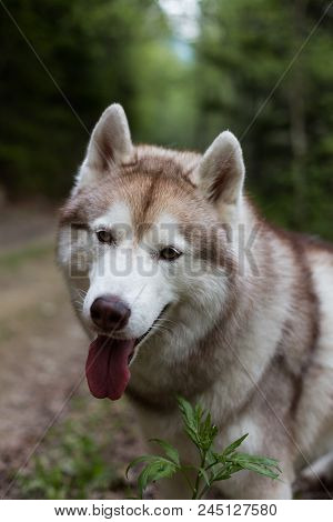 Close-up Portrait Of Beautiful Dog Breed Siberian Husky With Tonque Hanging Out In The Forest