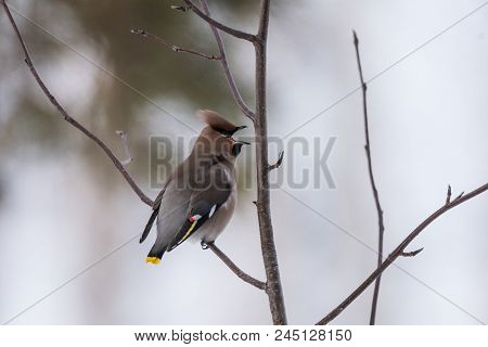 Waxwings On A Tree Branch