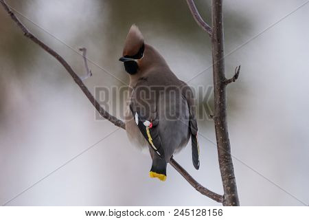 Waxwings On A Tree Branch