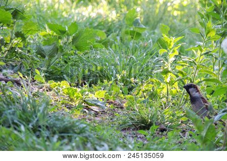 Male House Sparrow Or Passer Domesticus Is A Bird Of The Sparrow Family