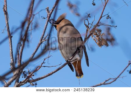 Waxwings On A Tree Branch