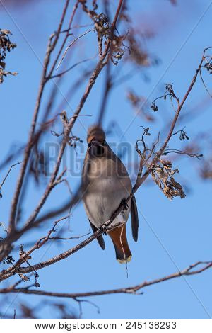 Waxwings On A Tree Branch