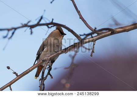 Waxwings On A Tree Branch