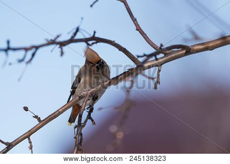 Waxwings On A Tree Branch
