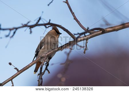 Waxwings On A Tree Branch