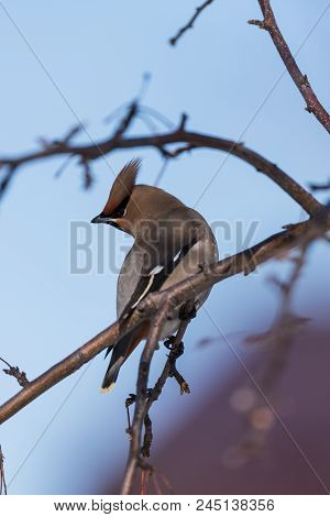Waxwings On A Tree Branch