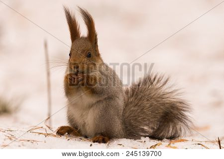 Squirrel Gnaws Nuts