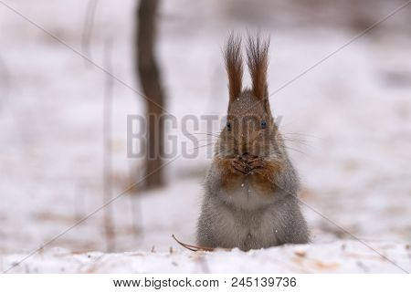Squirrel Gnaws Nuts