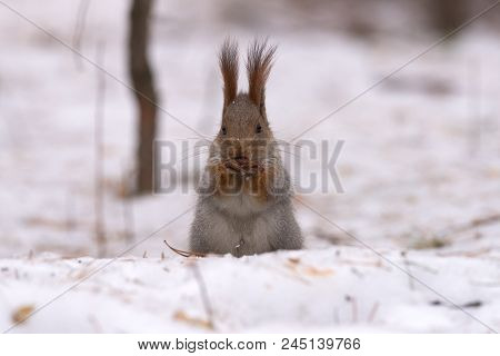Squirrel Gnaws Nuts