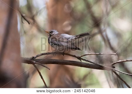 Fieldfare On A Branch Of A Pine. Russia, Siberia, The Novosibirsk Region.