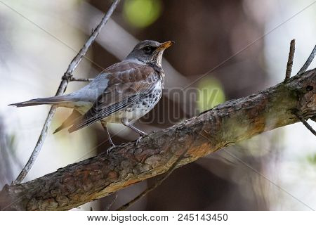 Fieldfare On A Branch Of A Pine. Russia, Siberia, The Novosibirsk Region.