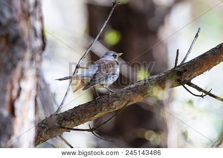 Fieldfare On A Branch Of A Pine. Russia, Siberia, The Novosibirsk Region.