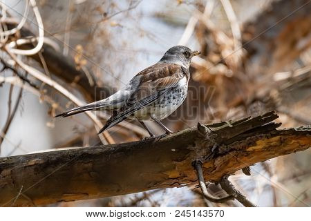 Fieldfare On A Branch Of A Pine. Russia, Siberia, The Novosibirsk Region.