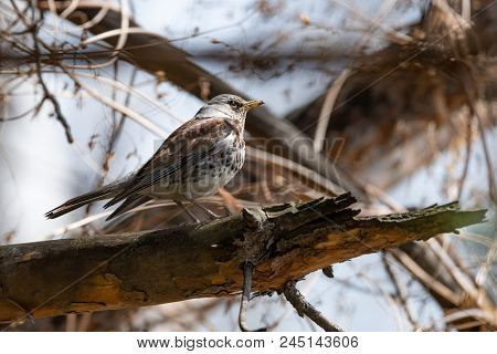 Fieldfare On A Branch Of A Pine. Russia, Siberia, The Novosibirsk Region.