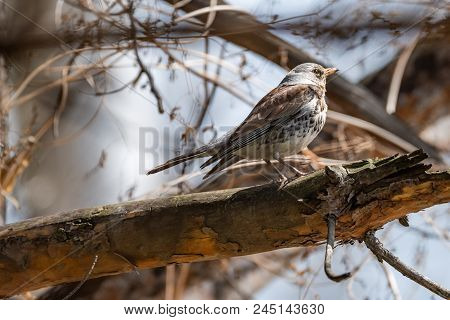 Fieldfare On A Branch Of A Pine. Russia, Siberia, The Novosibirsk Region.