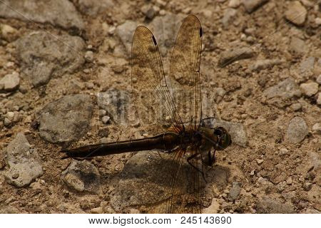The Dragonfly Is An Insect, Thus An Invertebrate Animal, Of The Order Of Odonates, Of Subordinate Of