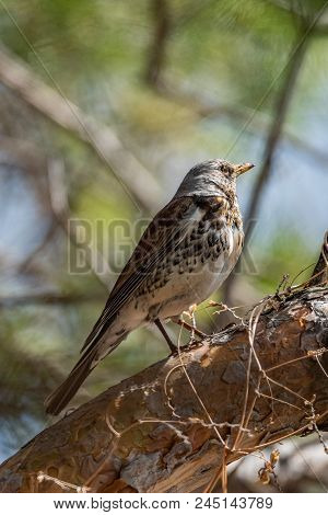 Fieldfare On A Branch Of A Pine. Russia, Siberia, The Novosibirsk Region.