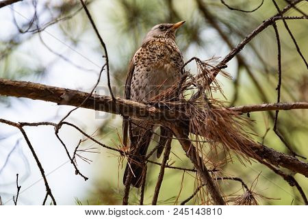 Fieldfare On A Branch Of A Pine. Russia, Siberia, The Novosibirsk Region.