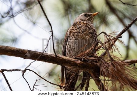 Fieldfare On A Branch Of A Pine. Russia, Siberia, The Novosibirsk Region.