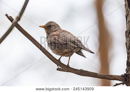 Fieldfare On A Branch Of A Pine. Russia, Siberia, The Novosibirsk Region.