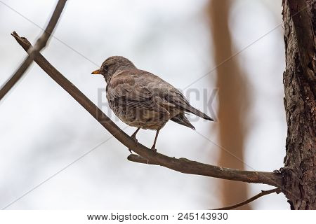 Fieldfare On A Branch Of A Pine. Russia, Siberia, The Novosibirsk Region.