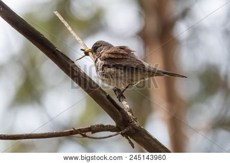 Fieldfare On A Branch Of A Pine. Russia, Siberia, The Novosibirsk Region.