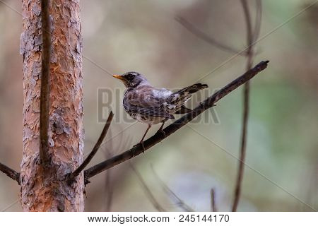 Fieldfare On A Branch Of A Pine. Russia, Siberia, The Novosibirsk Region.